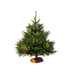 Sapin Nordmann 100 - 125 cm