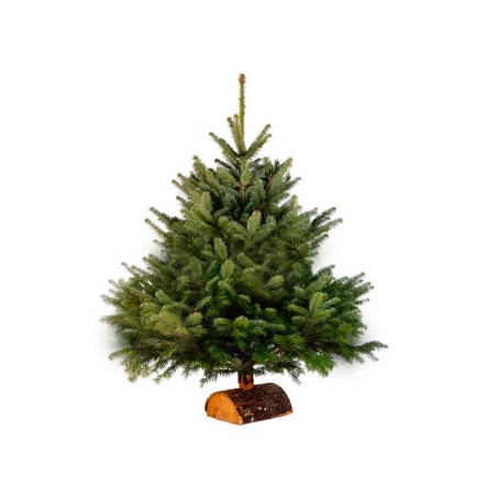 Sapin Nordmann 100 - 125 cm