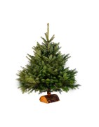 Sapin de Noël